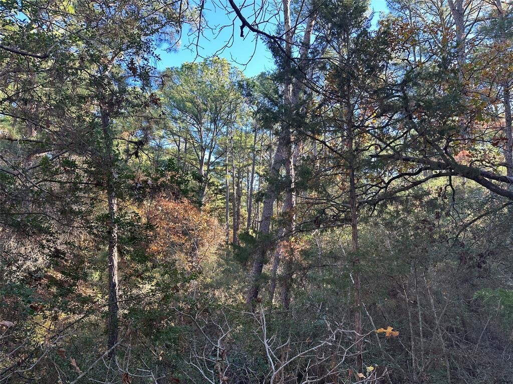 MLS #7745950 image #4