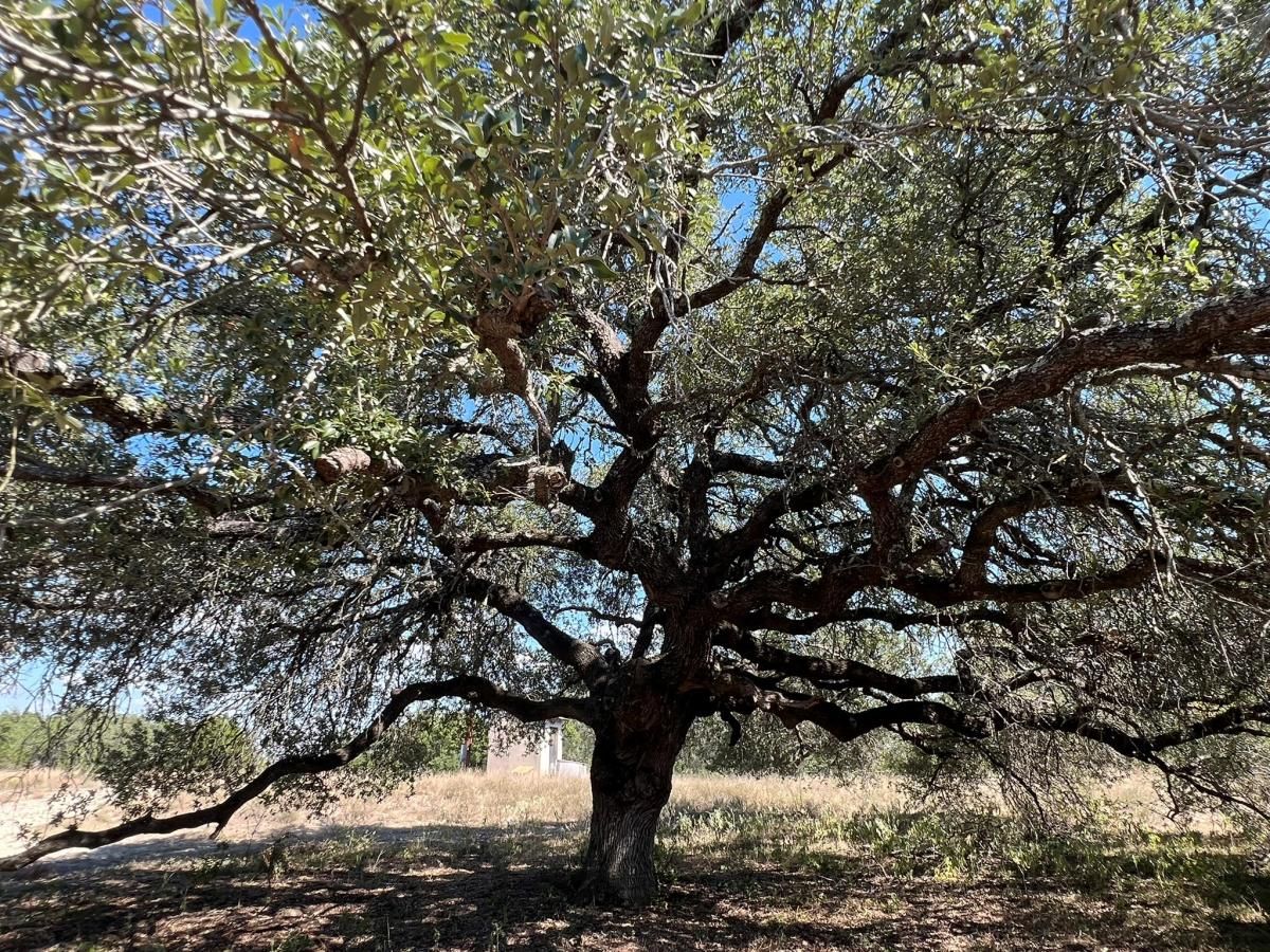 MLS #7785660 image #0