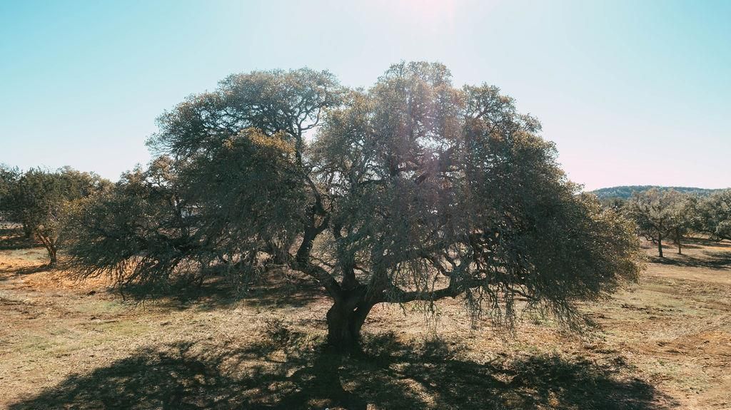 MLS #8056314 image #0