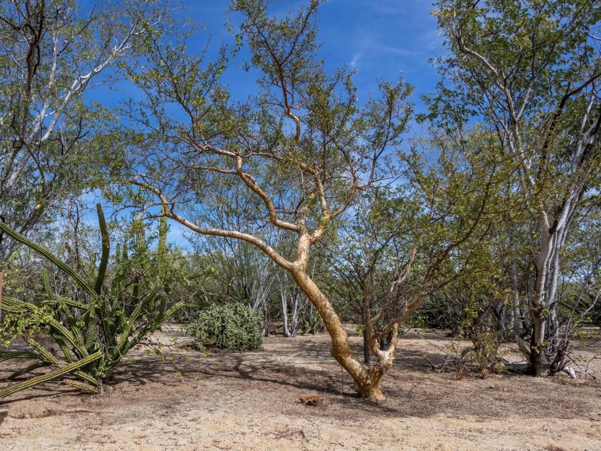 Cto. del Sol Colina Cardenal East Cape BCS MLS #25-1447 41 MLS #25-1447 image #0