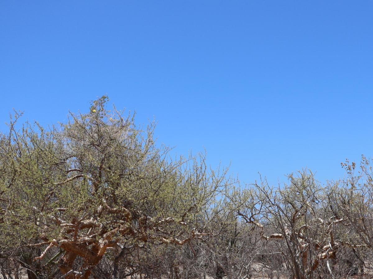 Candelilla Lot 7 East Cape BCS MLS #25-3219 29 MLS #25-3219 image #0