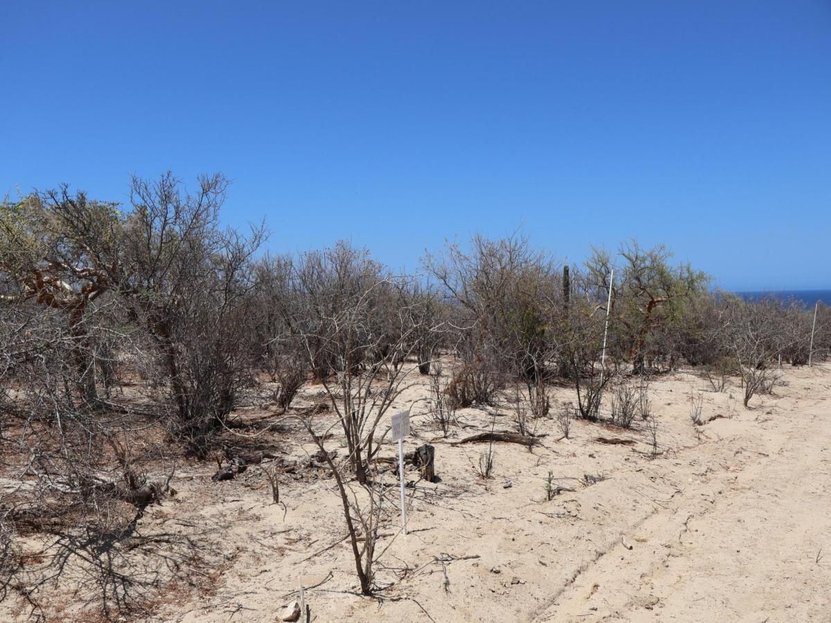 Candelilla Lot 16 East Cape BCS MLS #25-3220 41 MLS #25-3220 image #0