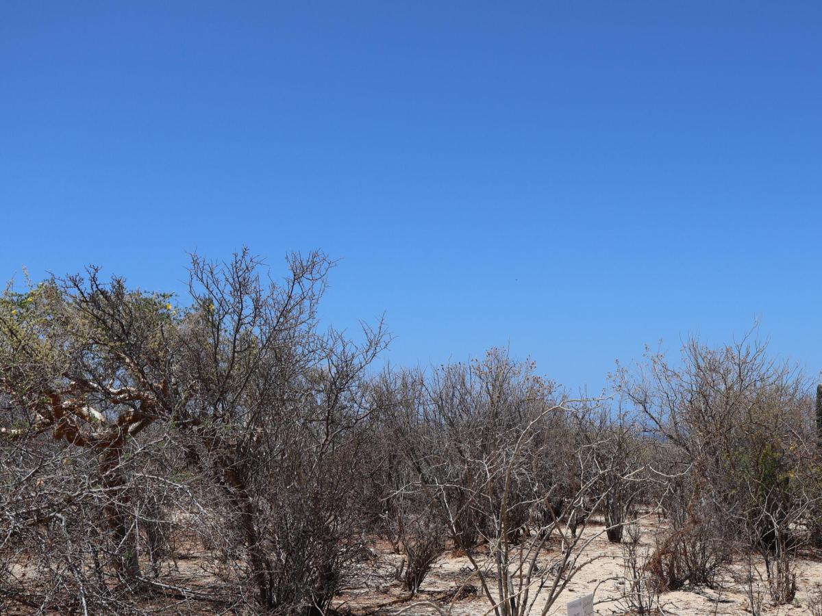Candelilla Lot 16 East Cape BCS MLS #25-3220 33 MLS #25-3220 image #0