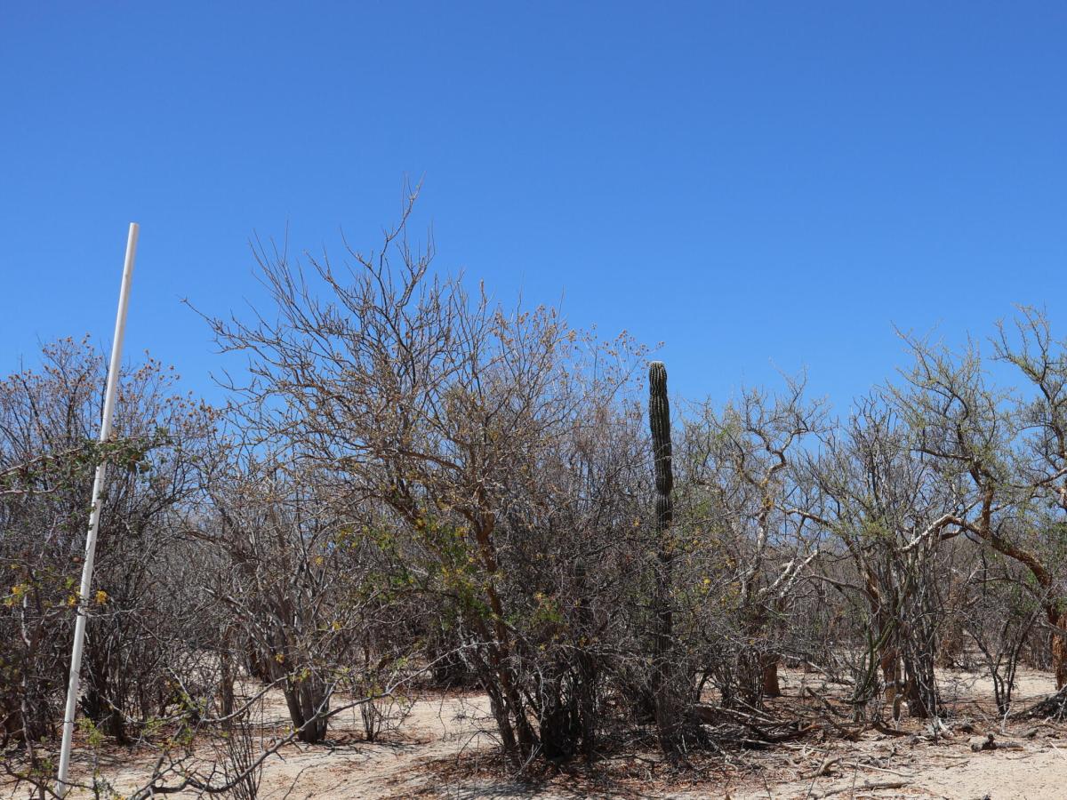 Candelilla Lot 17 East Cape BCS MLS #25-3221 33 MLS #25-3221 image #0