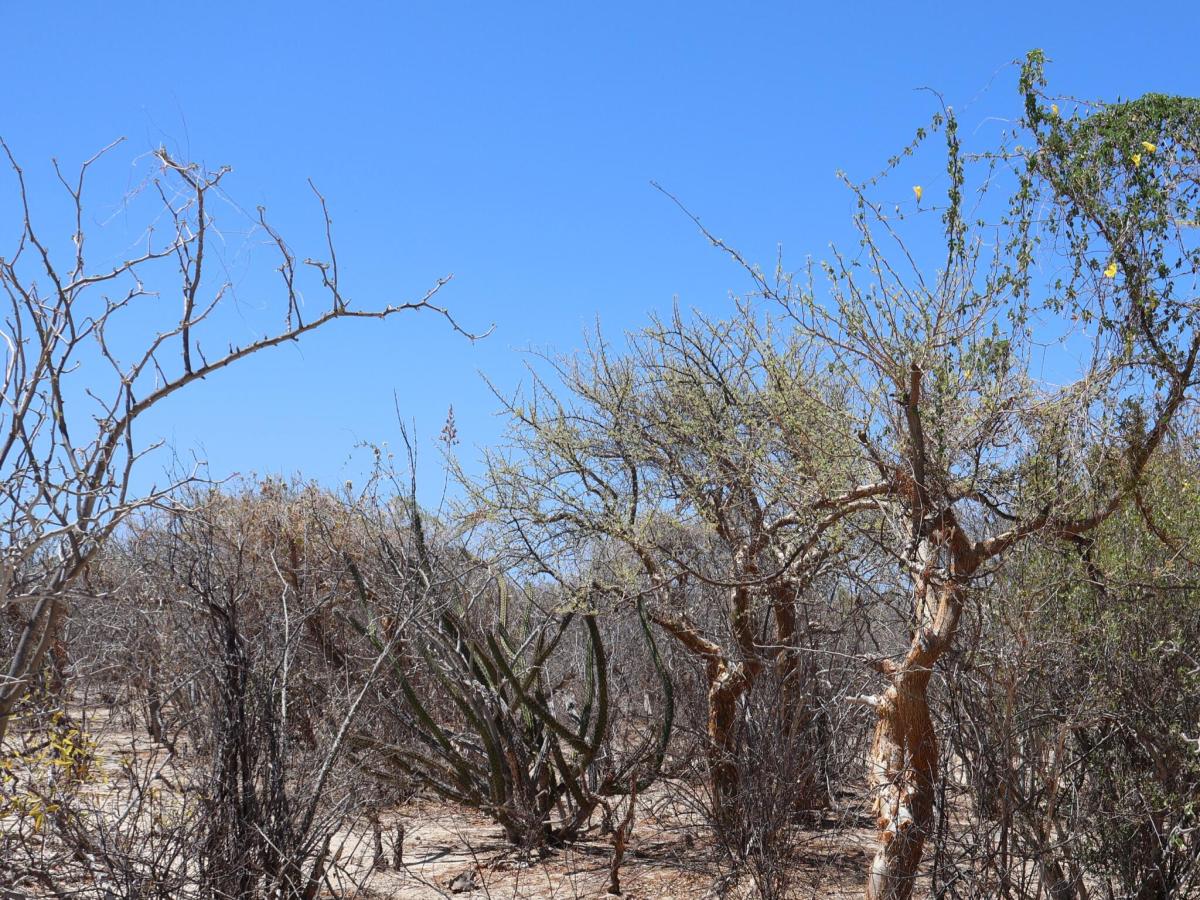Candelilla Lot 19 East Cape BCS MLS #25-3223 33 MLS #25-3223 image #0