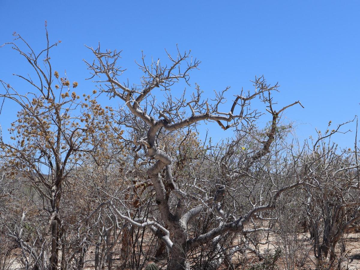Candelilla Lot 22 East Cape BCS MLS #25-3225 33 MLS #25-3225 image #0