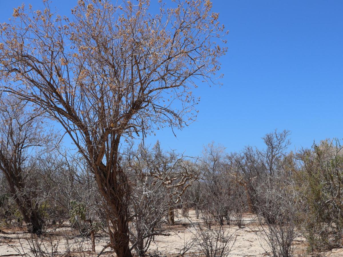 Candelilla Lot 26 East Cape BCS MLS #25-3228 33 MLS #25-3228 image #0