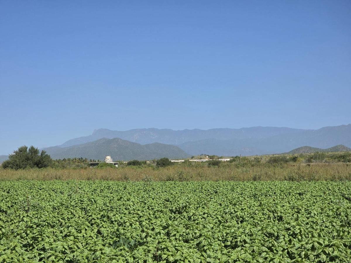 Rancho Zen Tree 158 Pacific BCS MLS #25-5269 41 MLS #25-5269 image #0