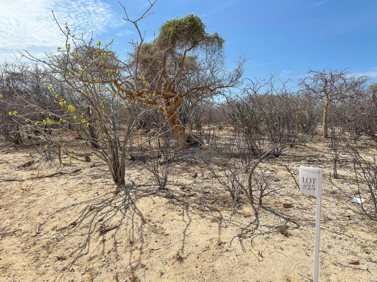 Candelilla Lot 25 East Cape BCS MLS #26-3500 33 MLS #26-3500 image #0