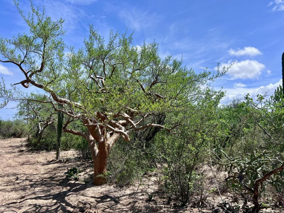 MLS #26-782 image #0