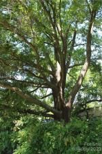 MLS #CAR3509318 image #5