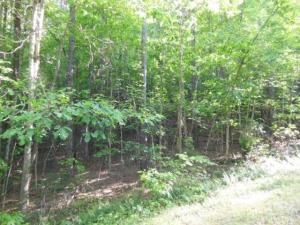 MLS #CAR3748239 image #9