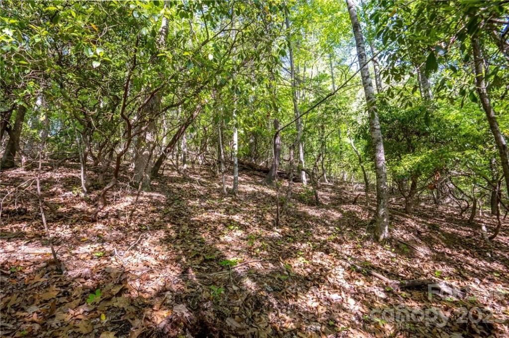 MLS #CAR3878619 image #10