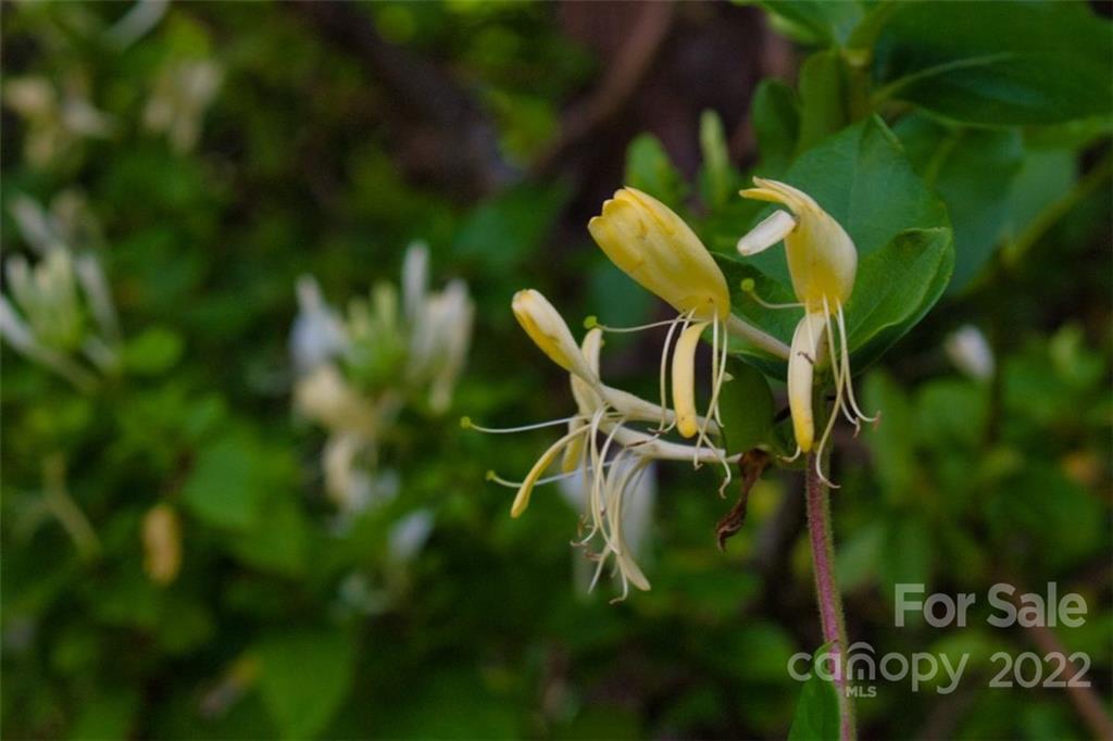 MLS #CAR3897536 image #4