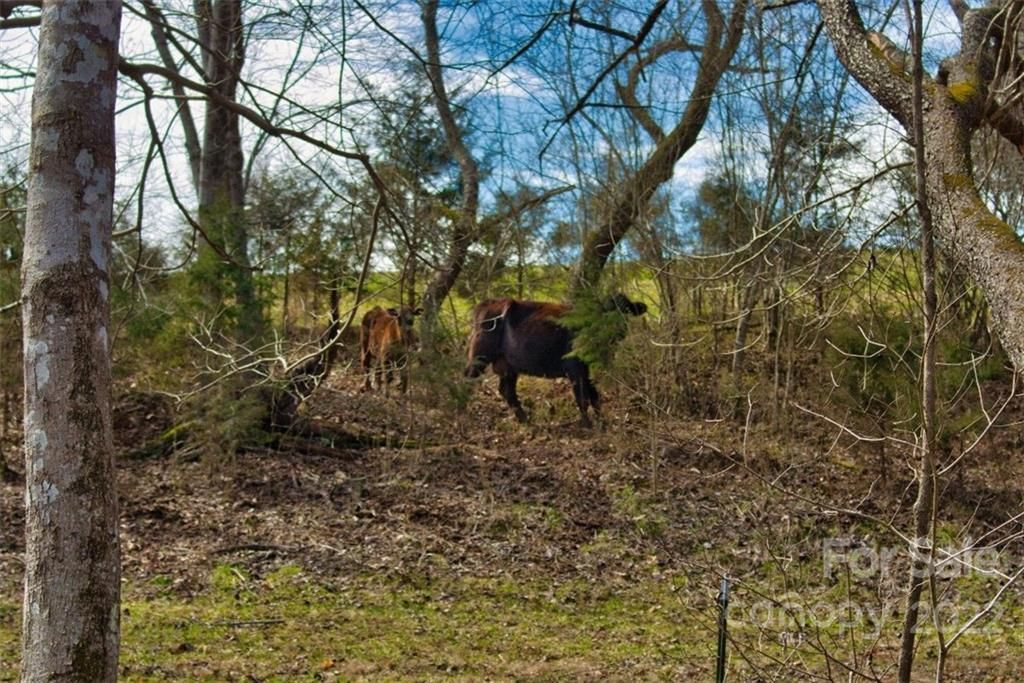 MLS #CAR3898003 image #4