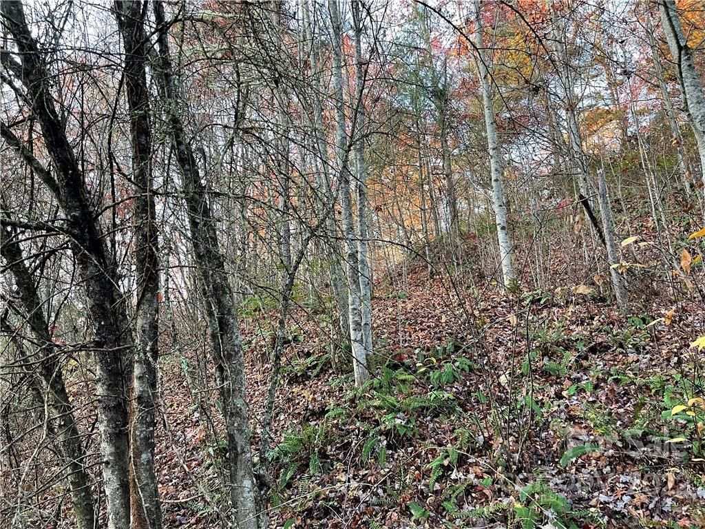 MLS #CAR3920510 image #4