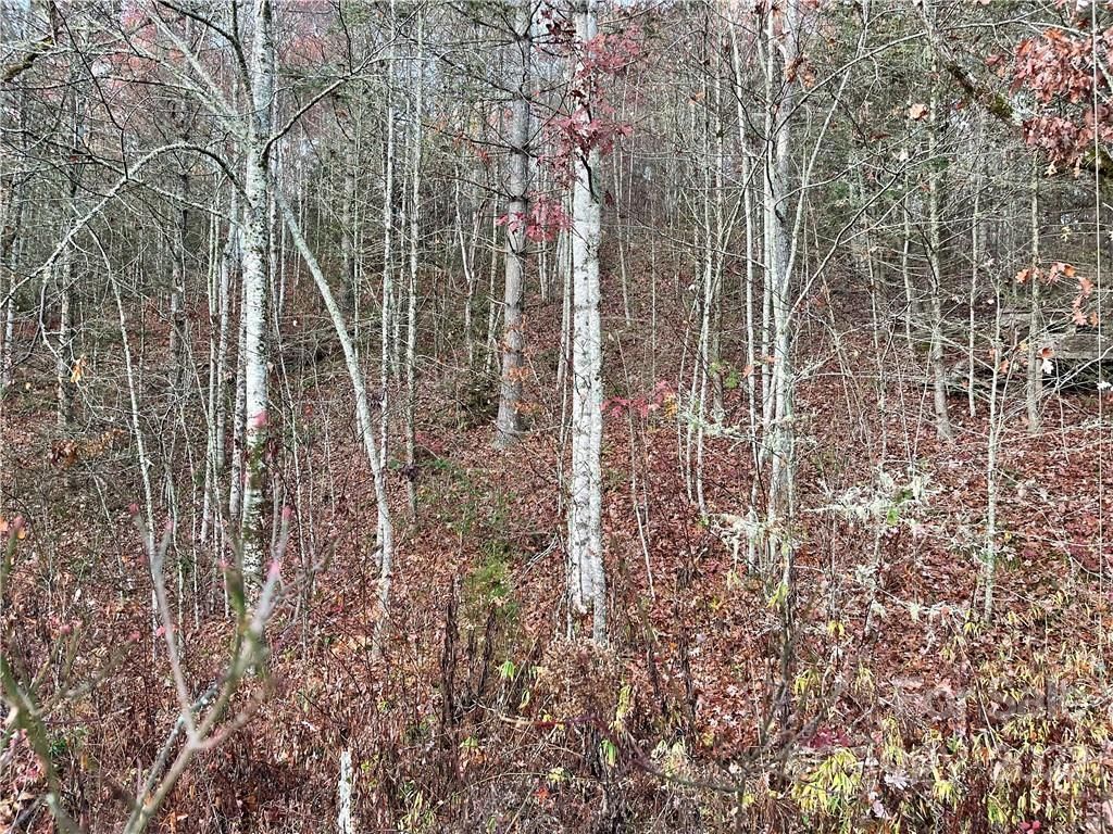 MLS #CAR3920510 image #6