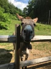 MLS #CAR4005537 image #7