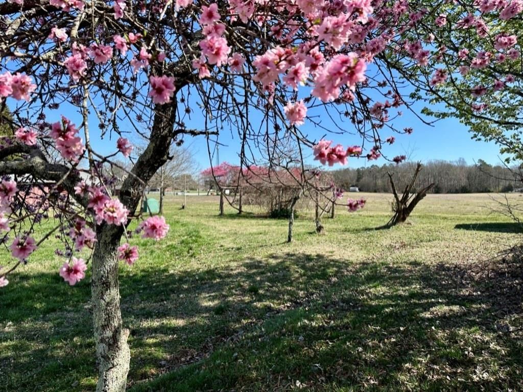 MLS #CAR4009199 image #34