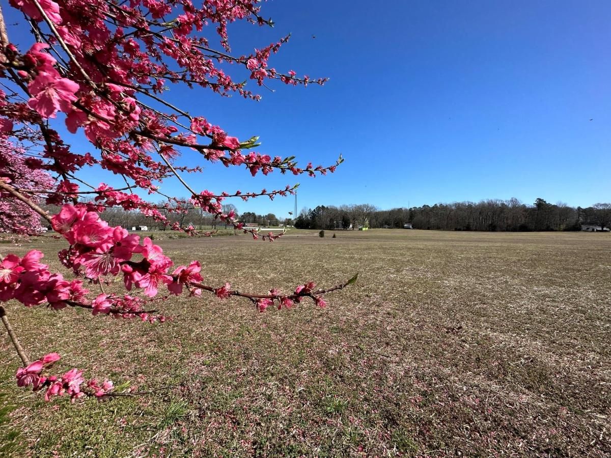 MLS #CAR4009199 image #41