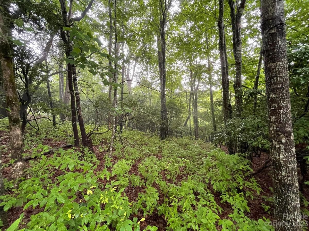 MLS #CAR4044803 image #4