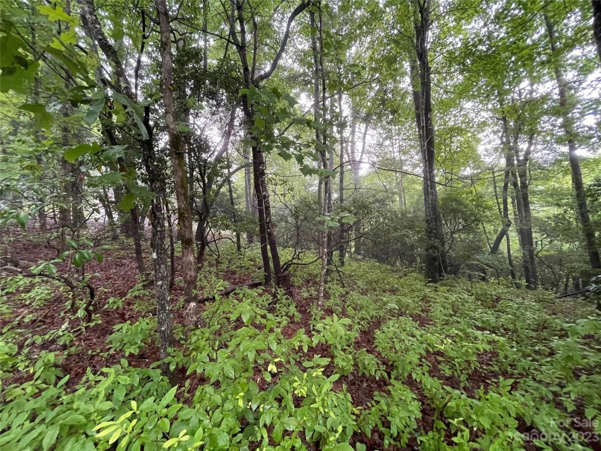 MLS #CAR4044803 image #5