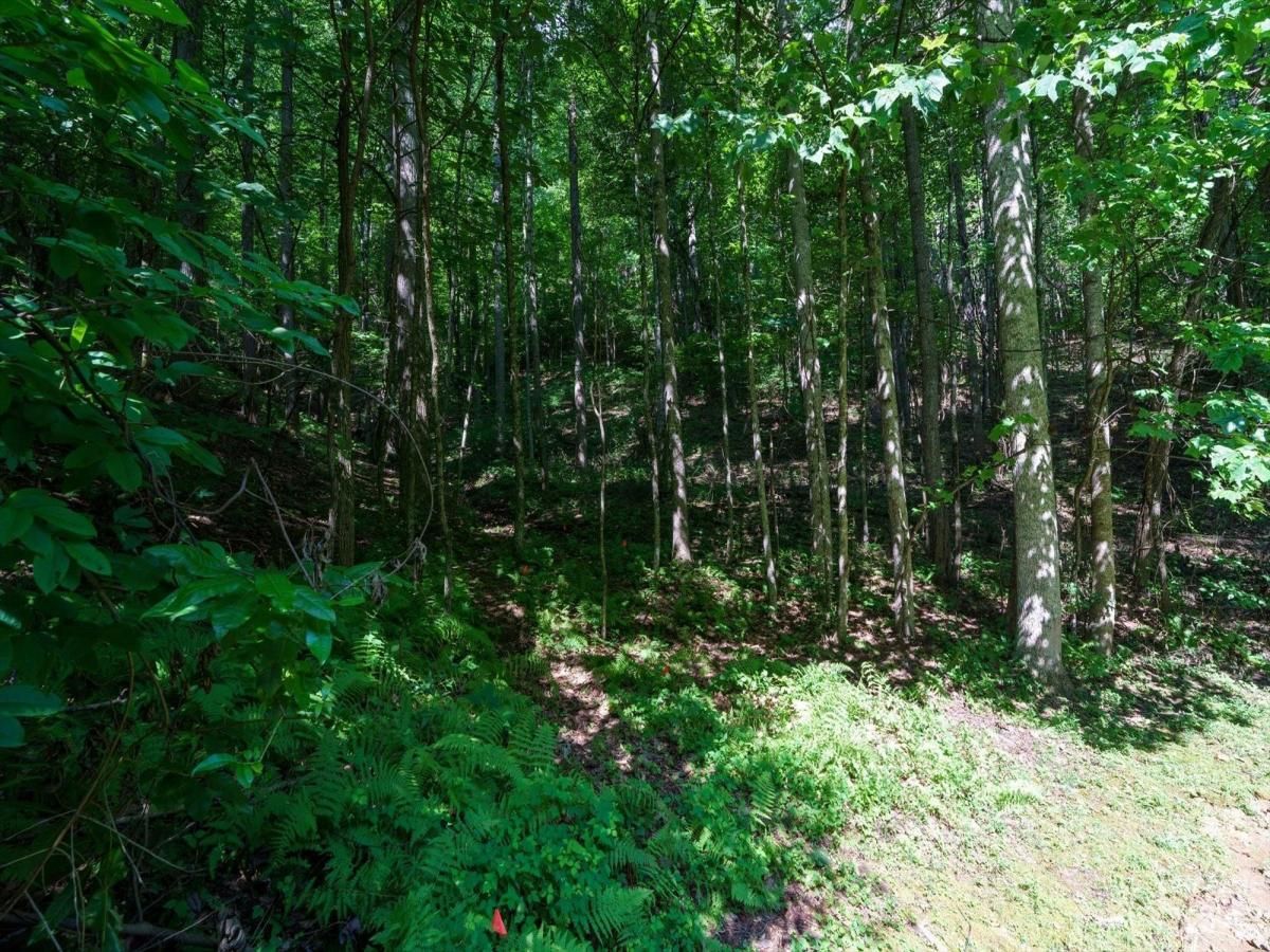 MLS #CAR4056967 image #9