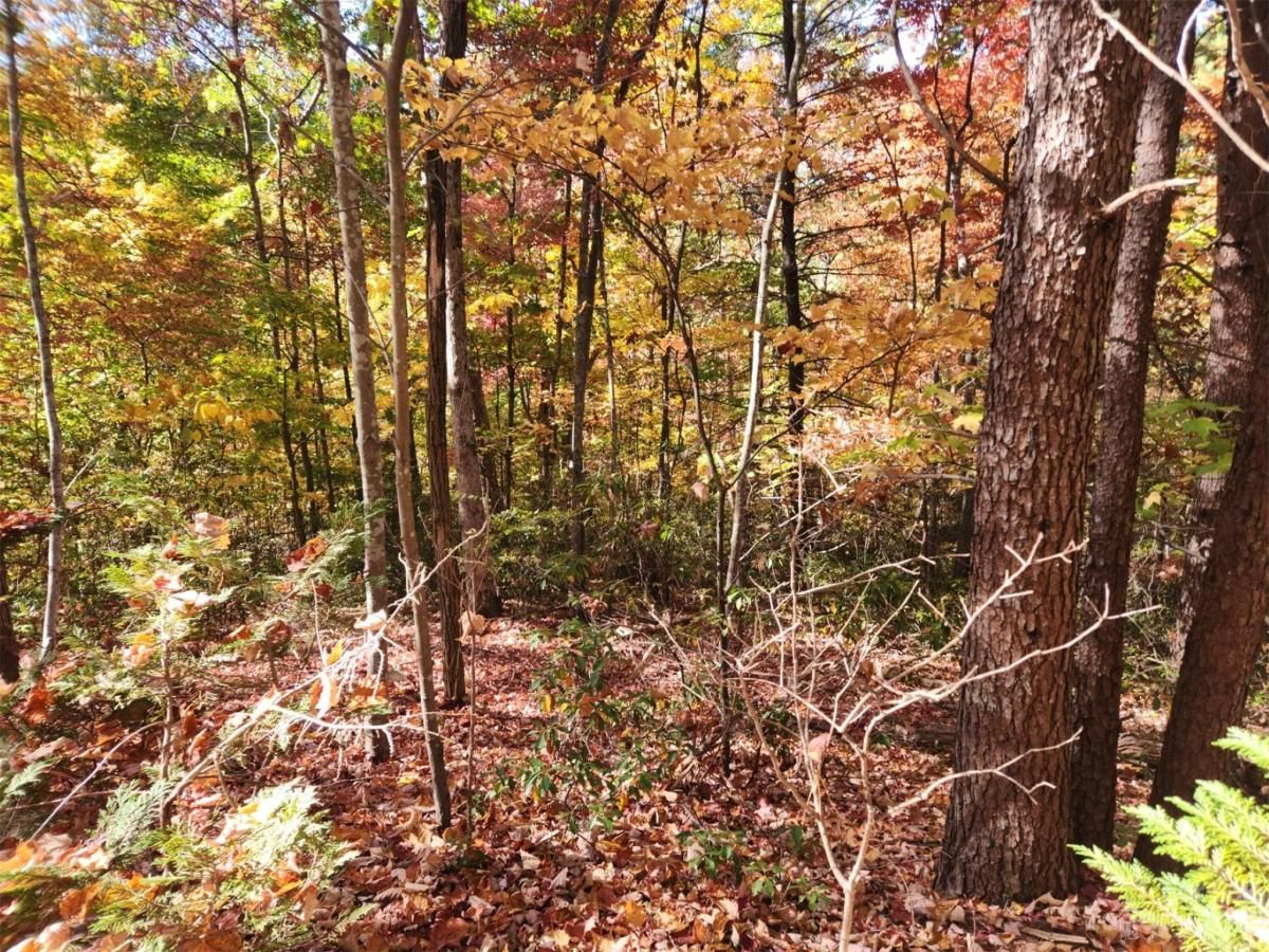 MLS #CAR4083029 image #2