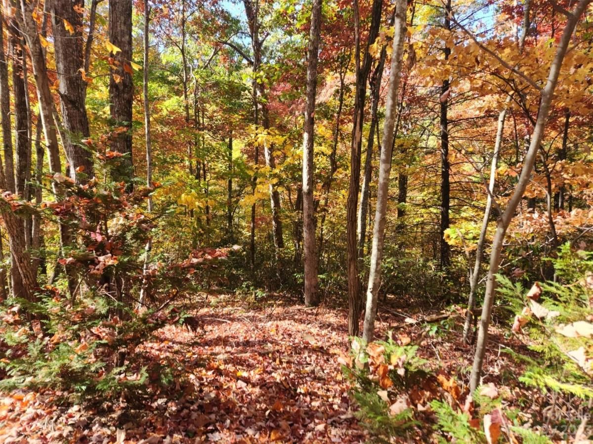 MLS #CAR4083029 image #4