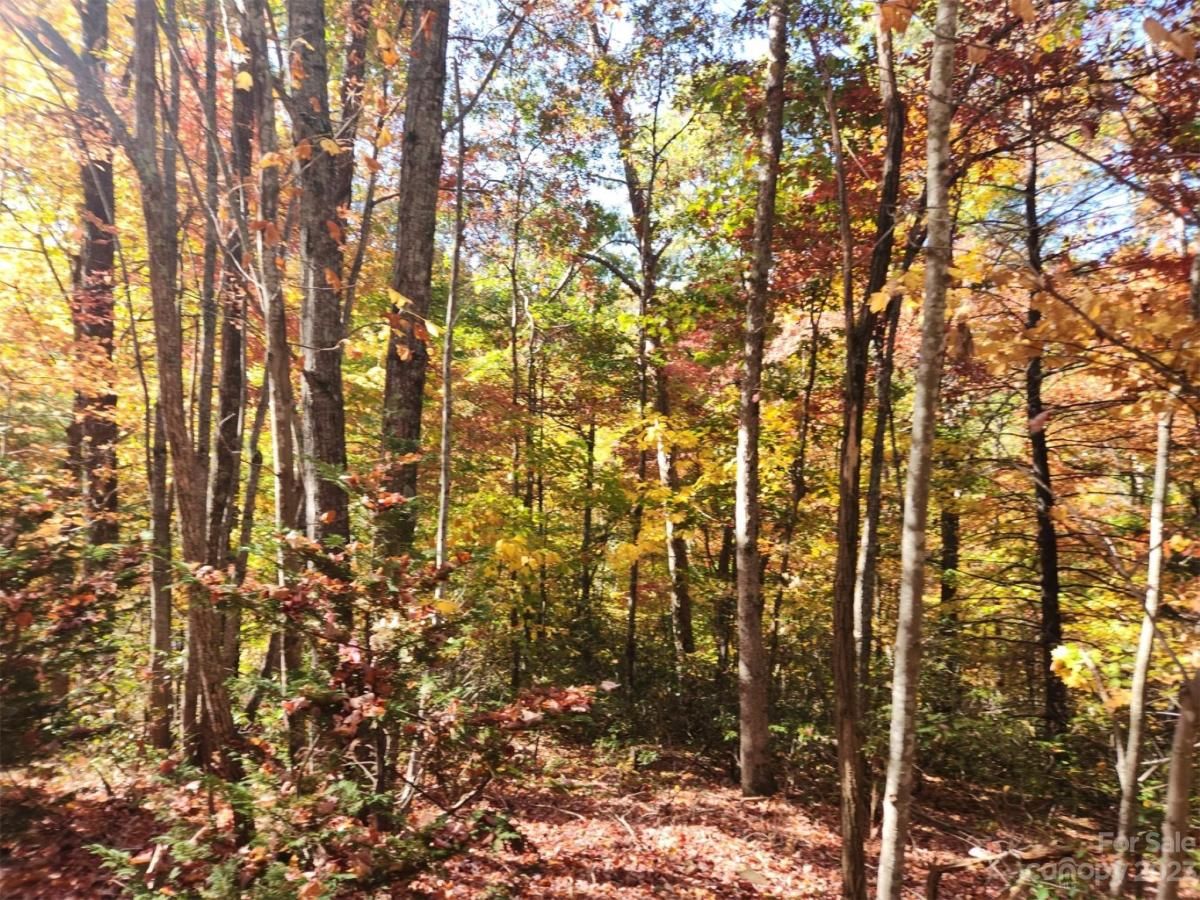 MLS #CAR4083029 image #6