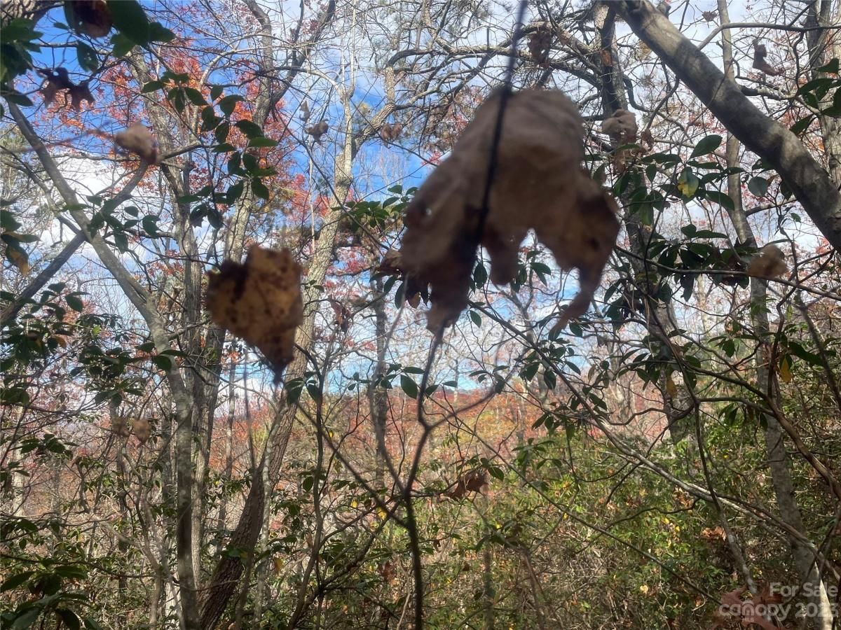 MLS #CAR4083031 image #15