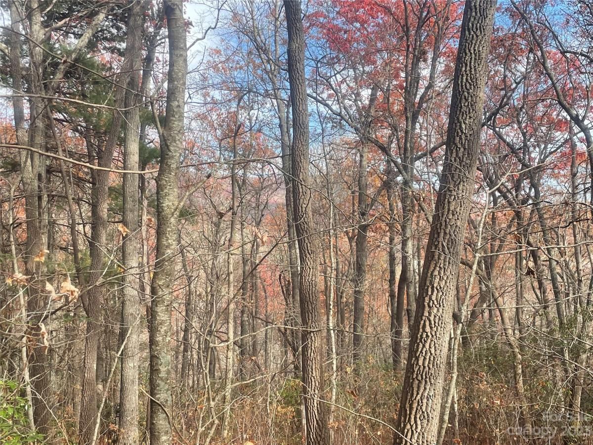 MLS #CAR4083031 image #6