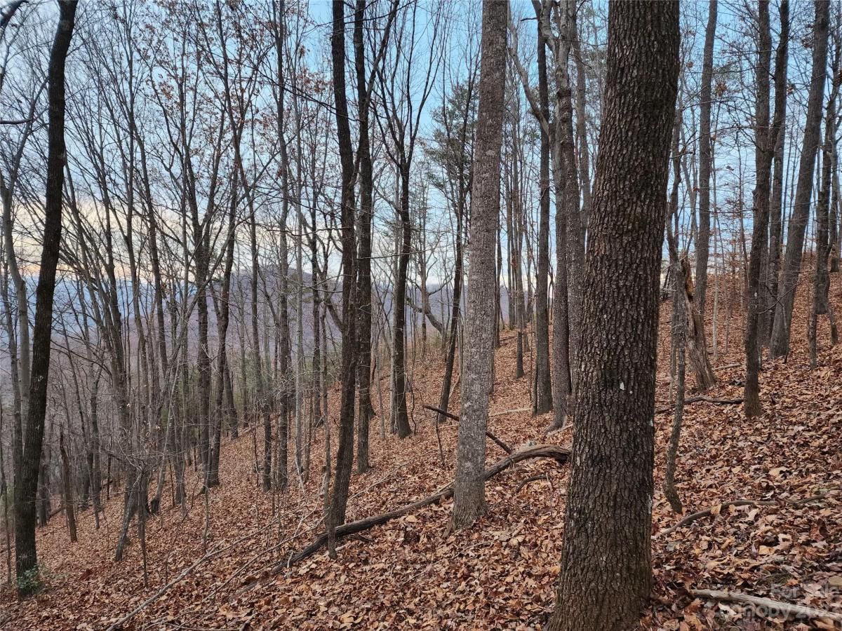 MLS #CAR4096479 image #5