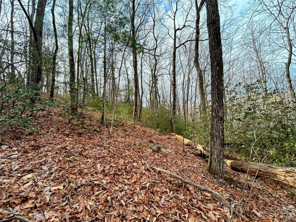 MLS #CAR4100654 image #4