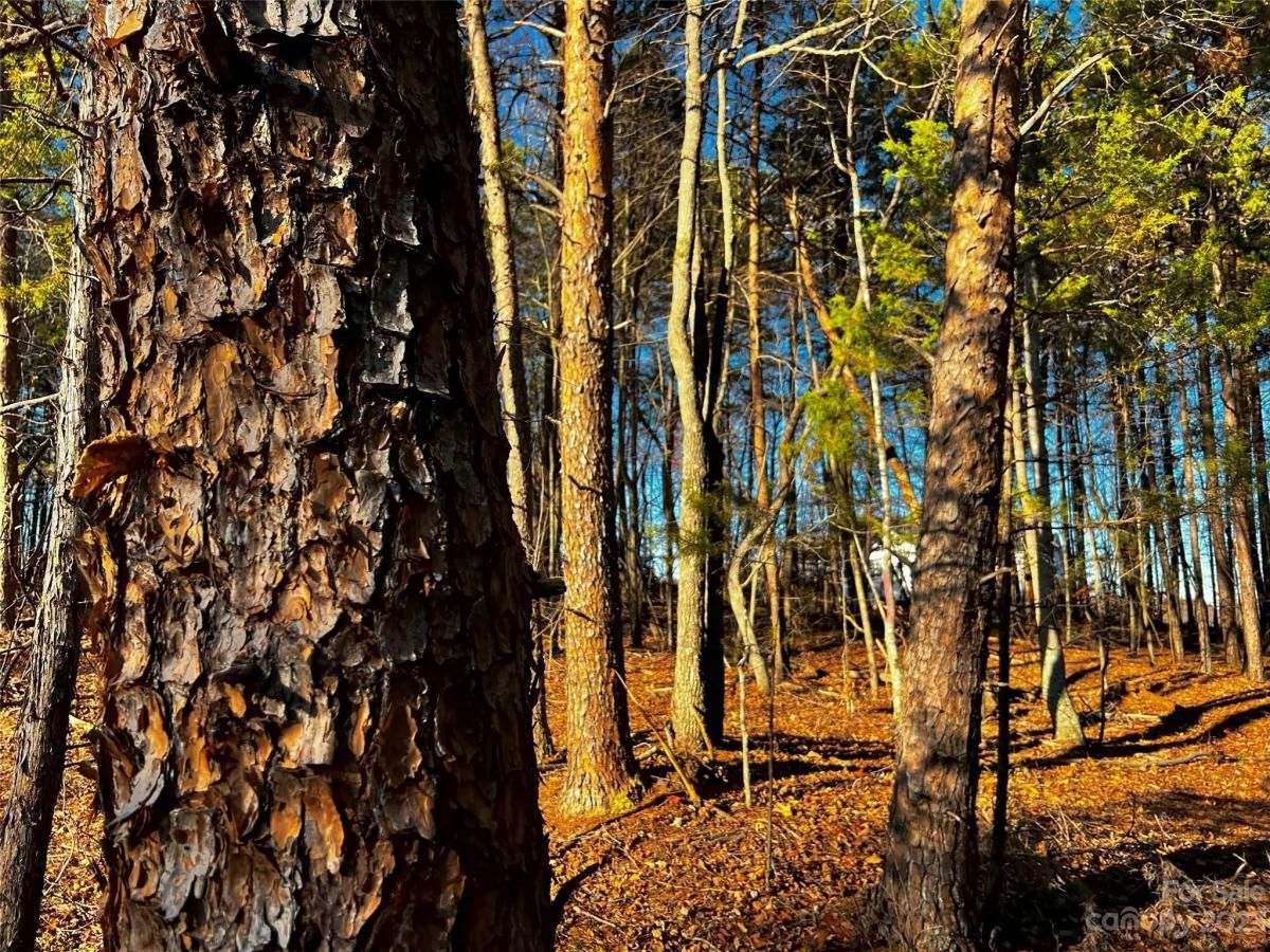 MLS #CAR4101848 image #2