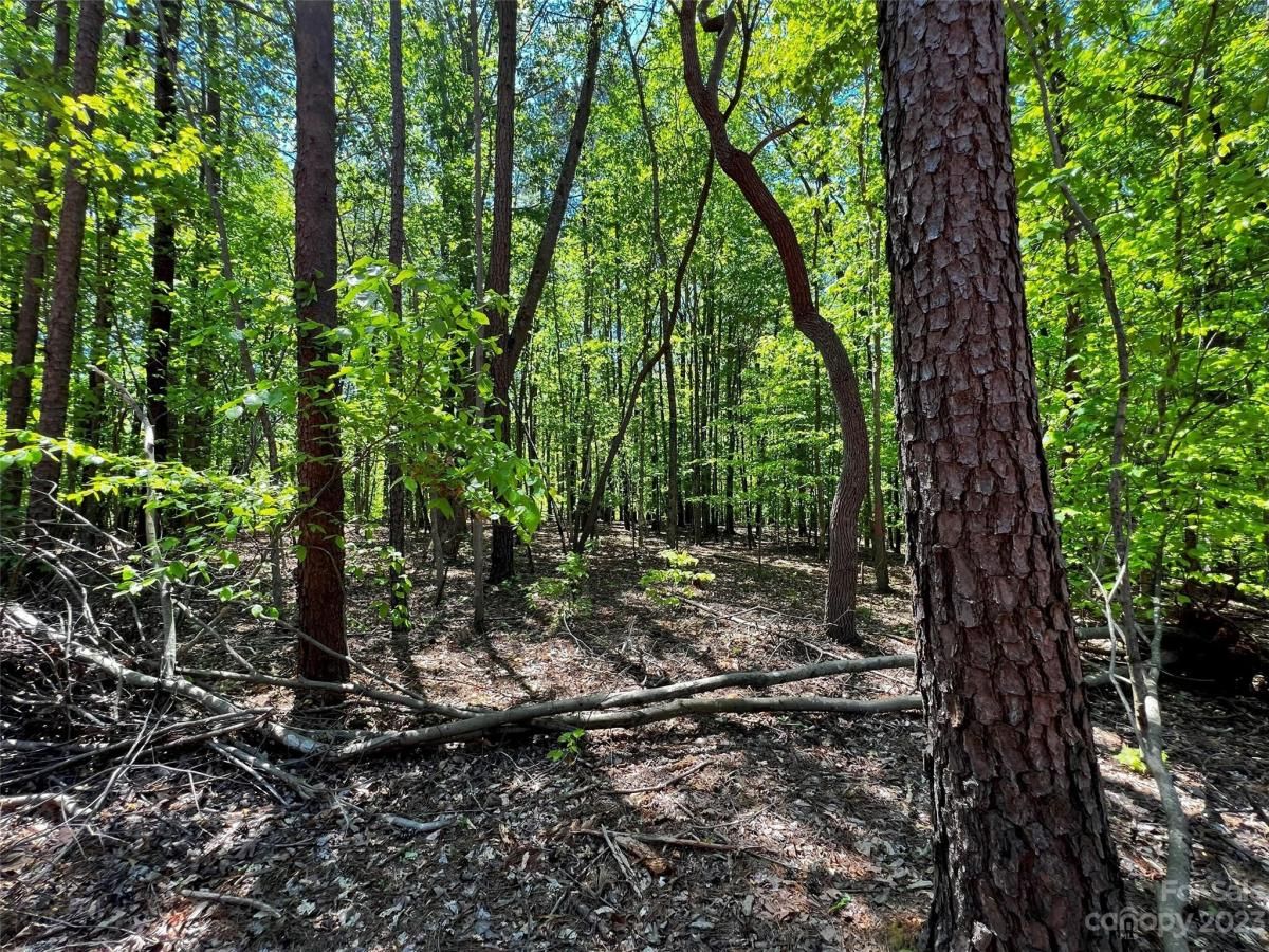 MLS #CAR4101865 image #11