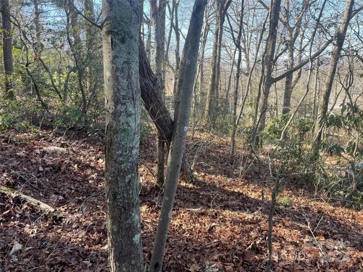 MLS #CAR4104950 image #5