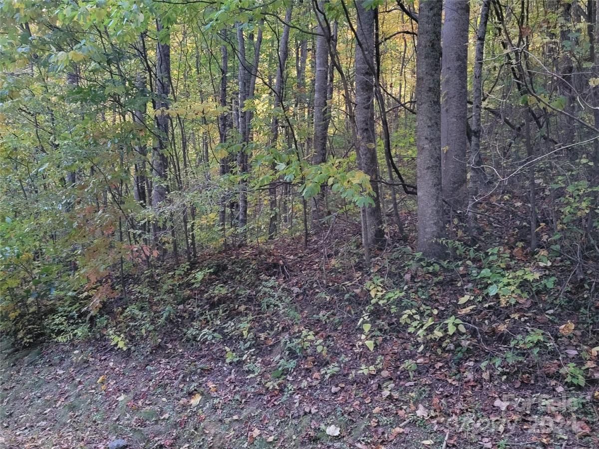 MLS #CAR4123872 image #6