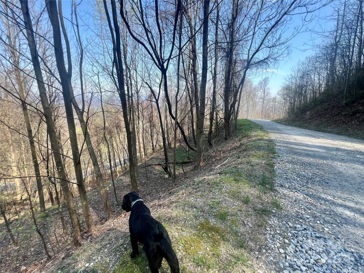 MLS #CAR4124901 image #13