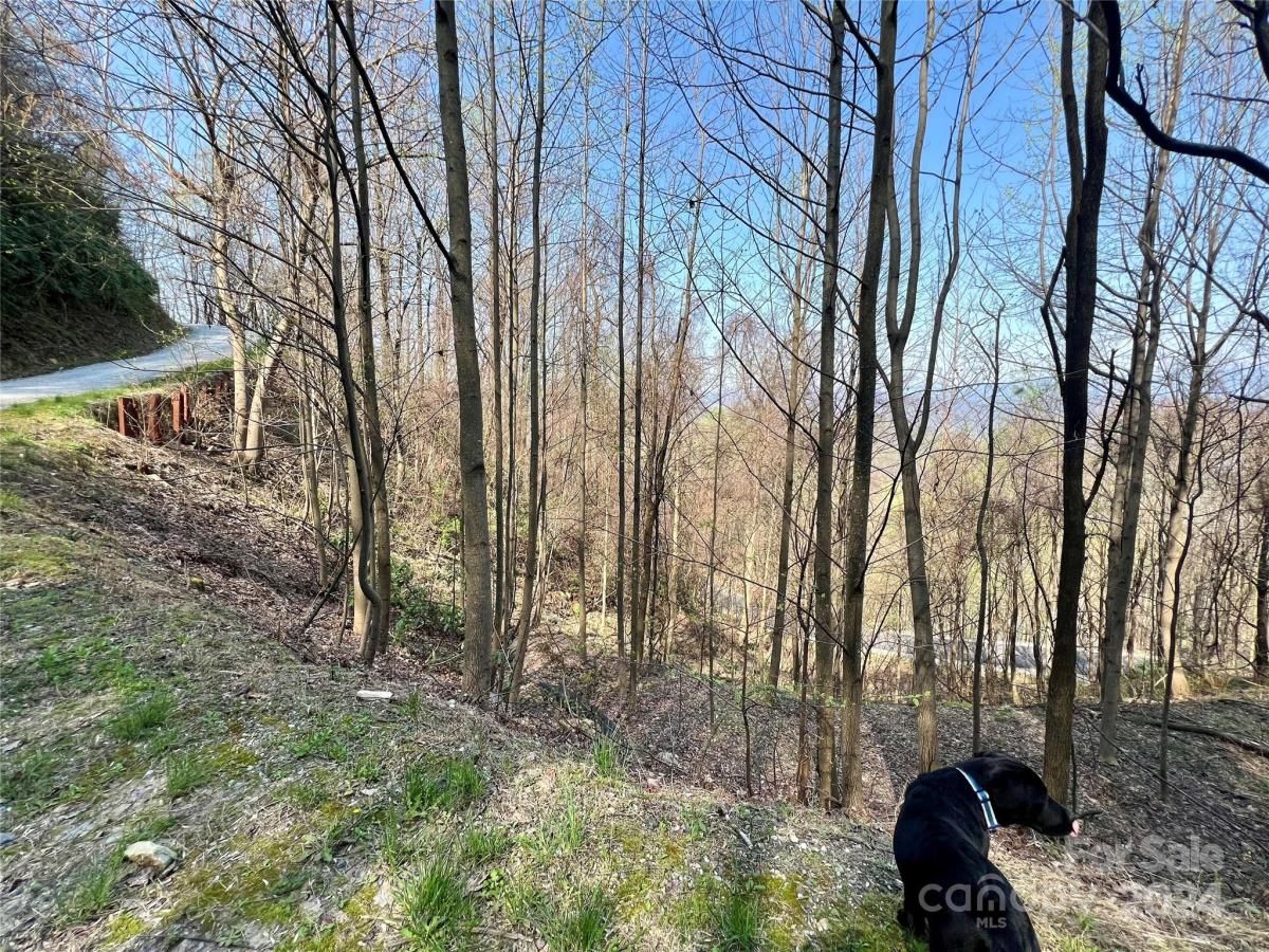 MLS #CAR4124901 image #14