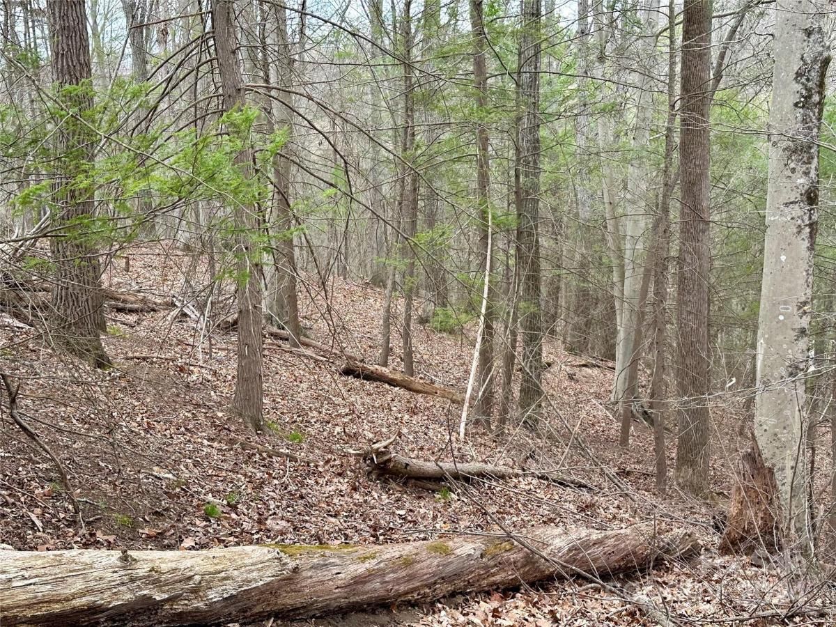 MLS #CAR4125692 image #14