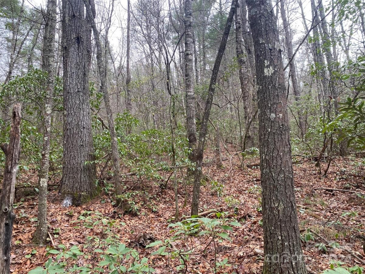 MLS #CAR4126909 image #6