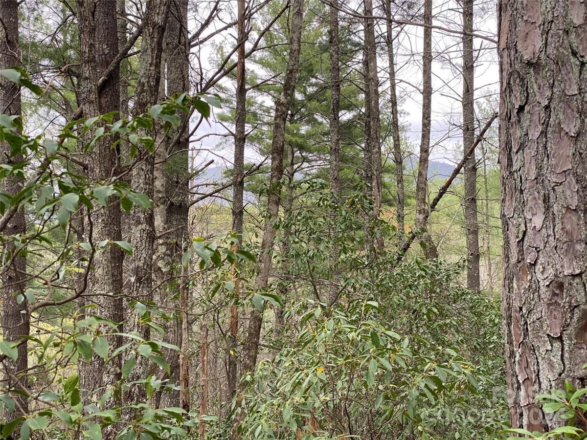 MLS #CAR4126909 image #8