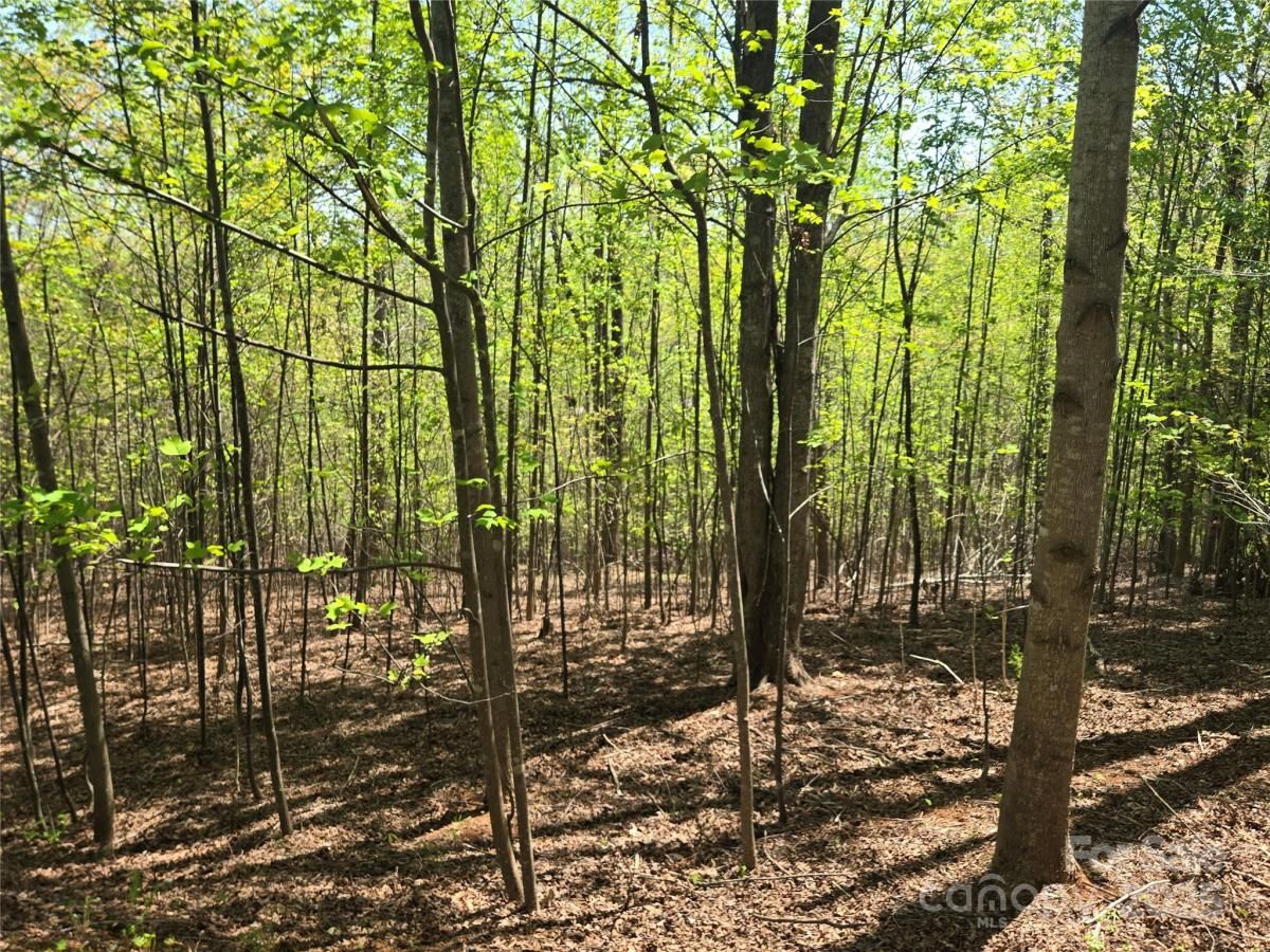 MLS #CAR4249498 image #0