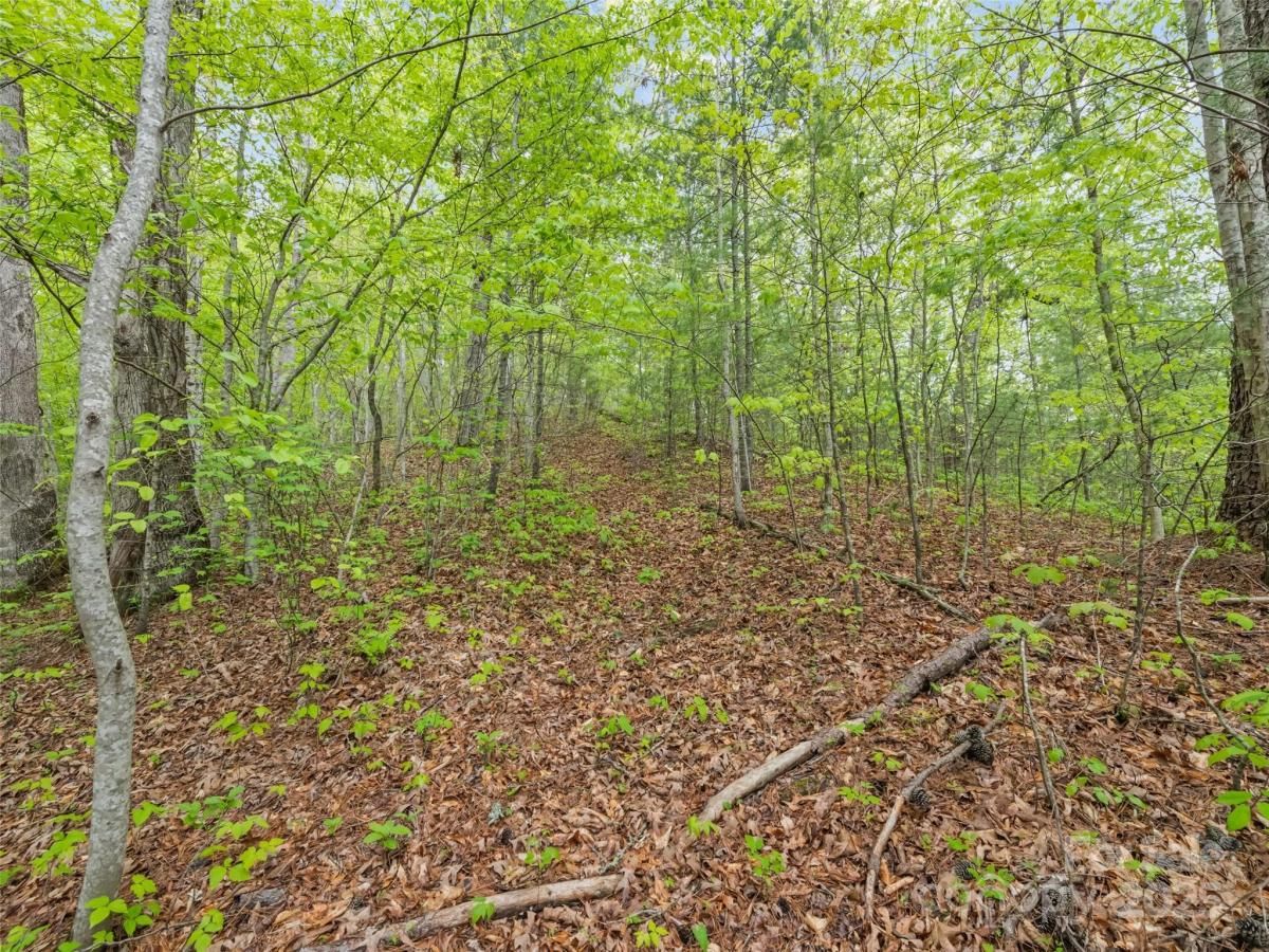 MLS #CAR4249890 image #0