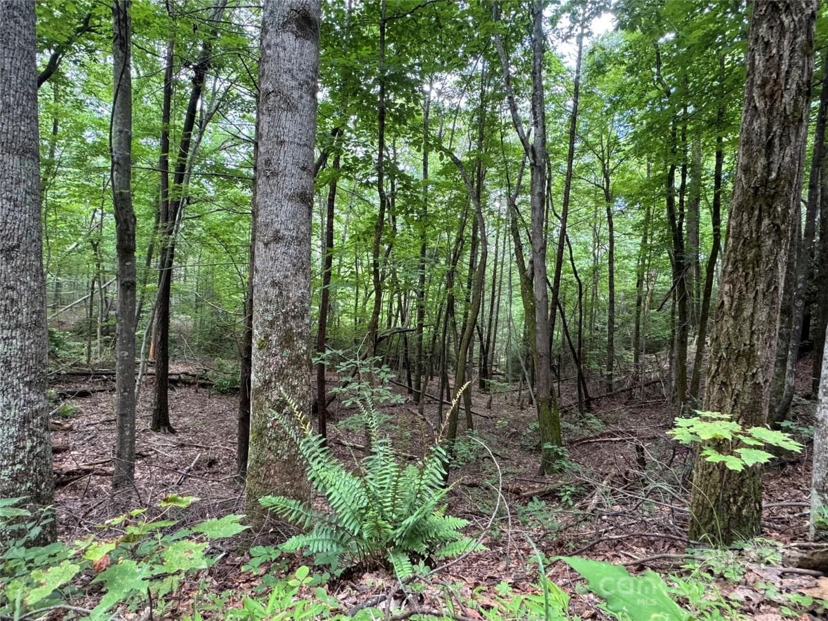 MLS #CAR4270788 image #0