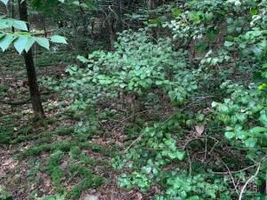 MLS #CAR4271030 image #0