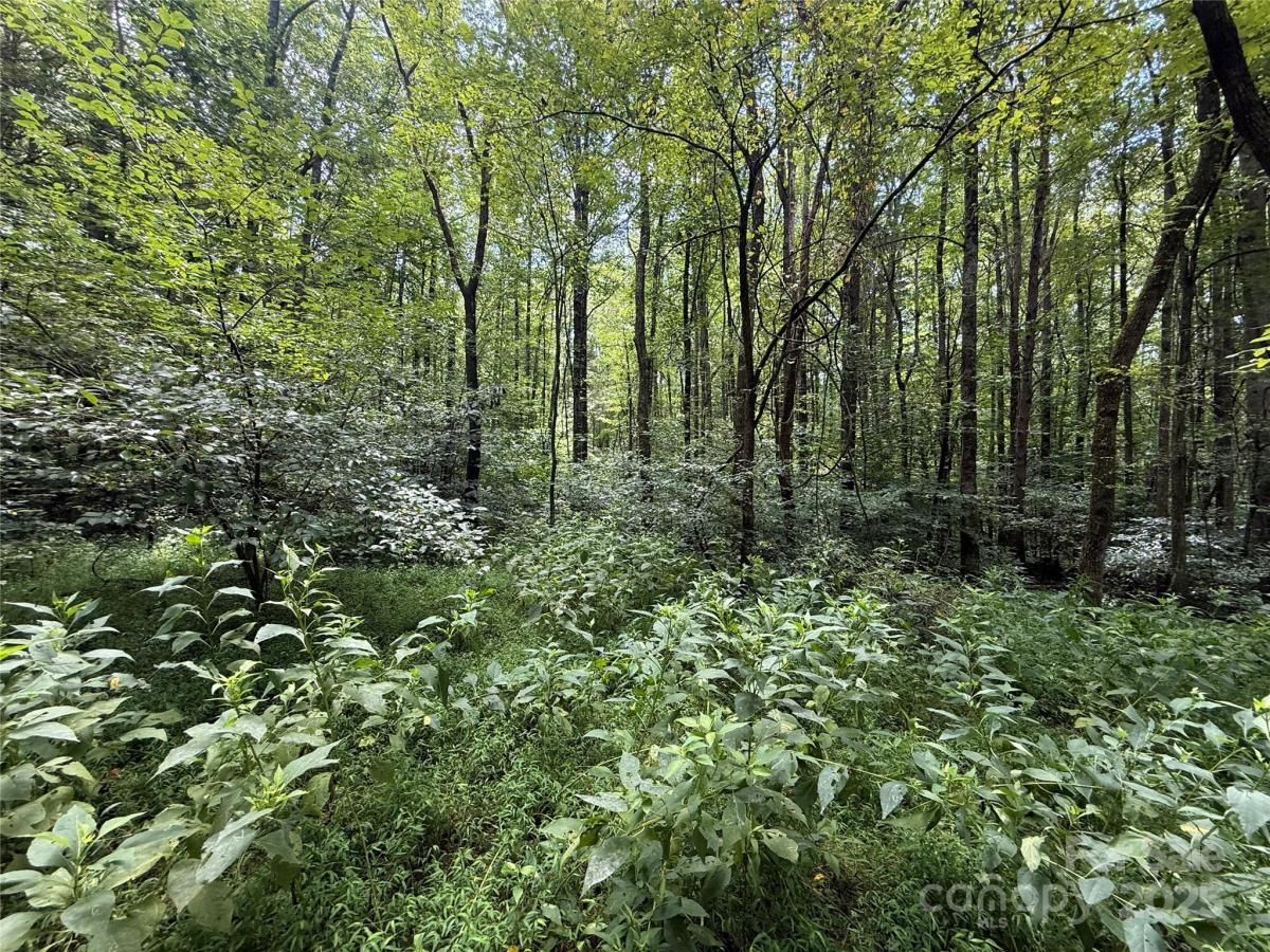 MLS #CAR4295468 image #0