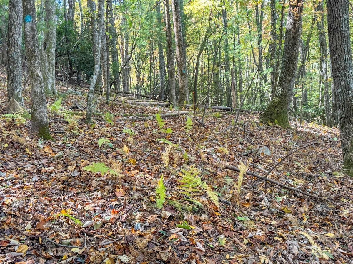 MLS #CAR4313132 image #0