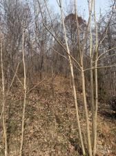 MLS #CAR4322711 image #0